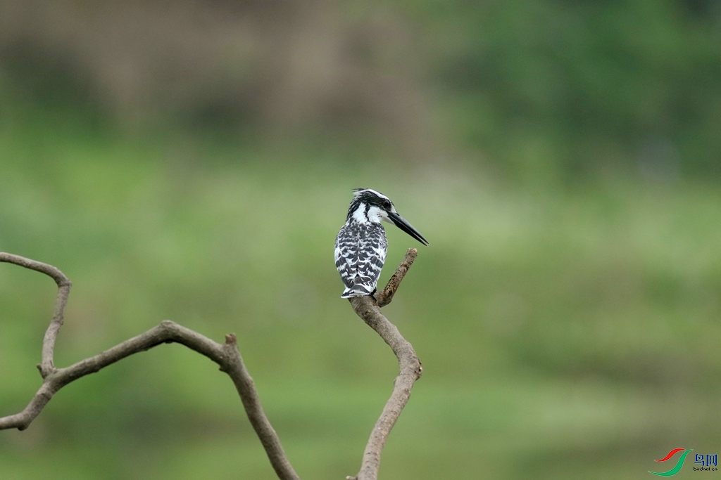 367A3681 (2)_����.jpg