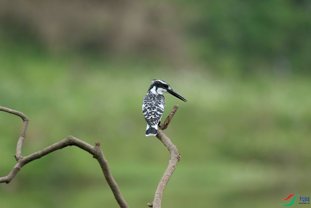 367A3683 (2)_����.jpg