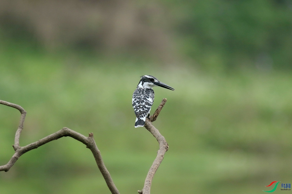 367A3690 (2)_����.jpg