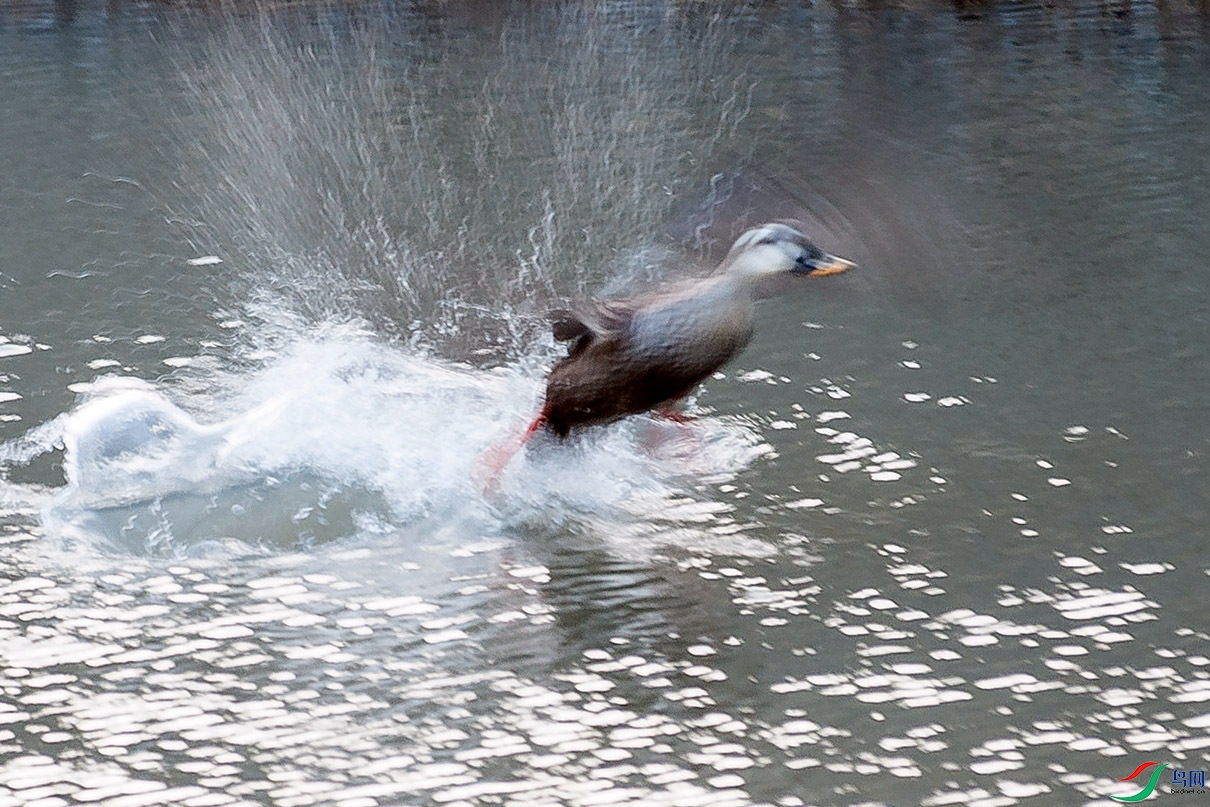DSC_4415.jpg