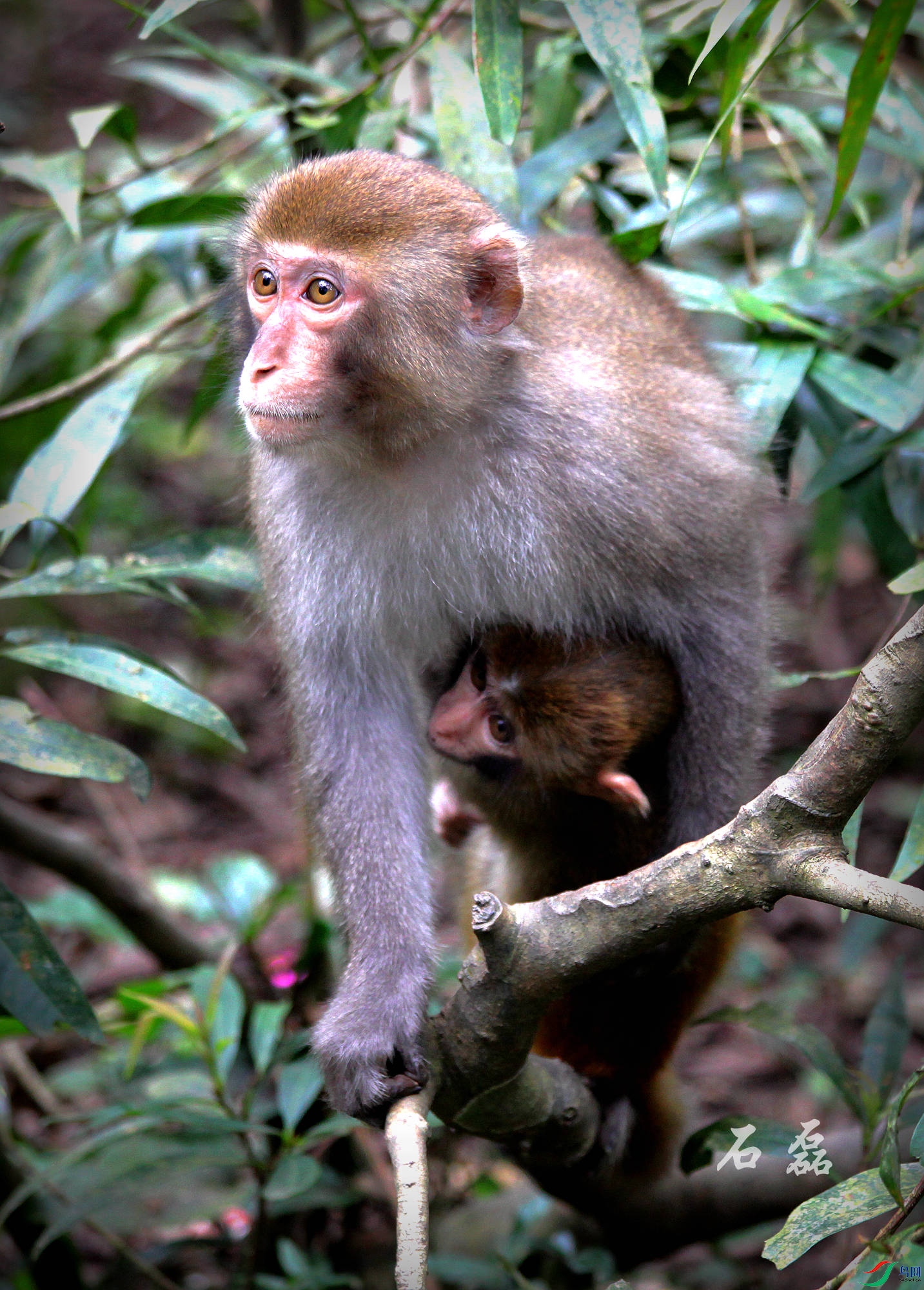 ĸ������