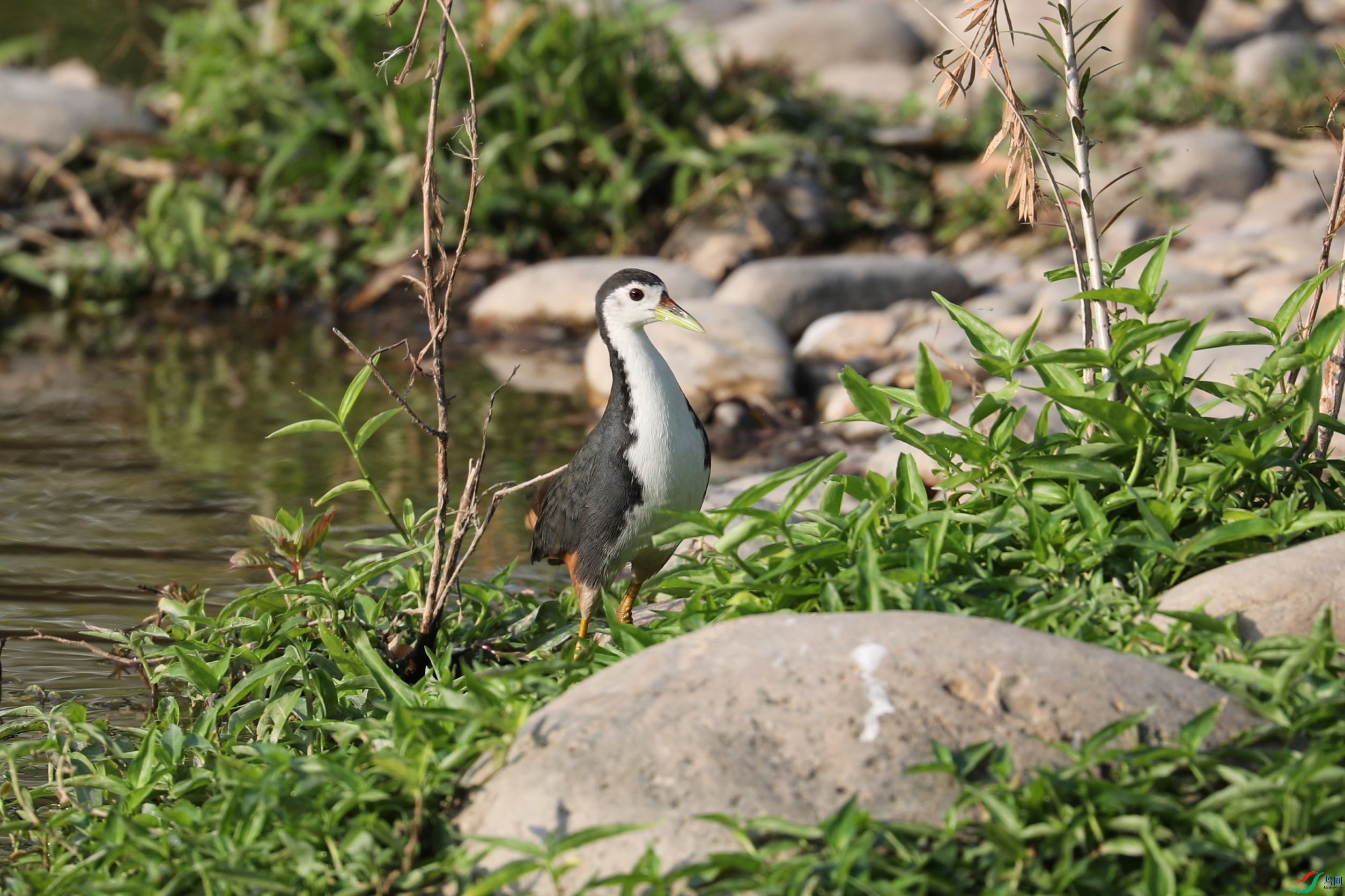 BL7A7935.JPG