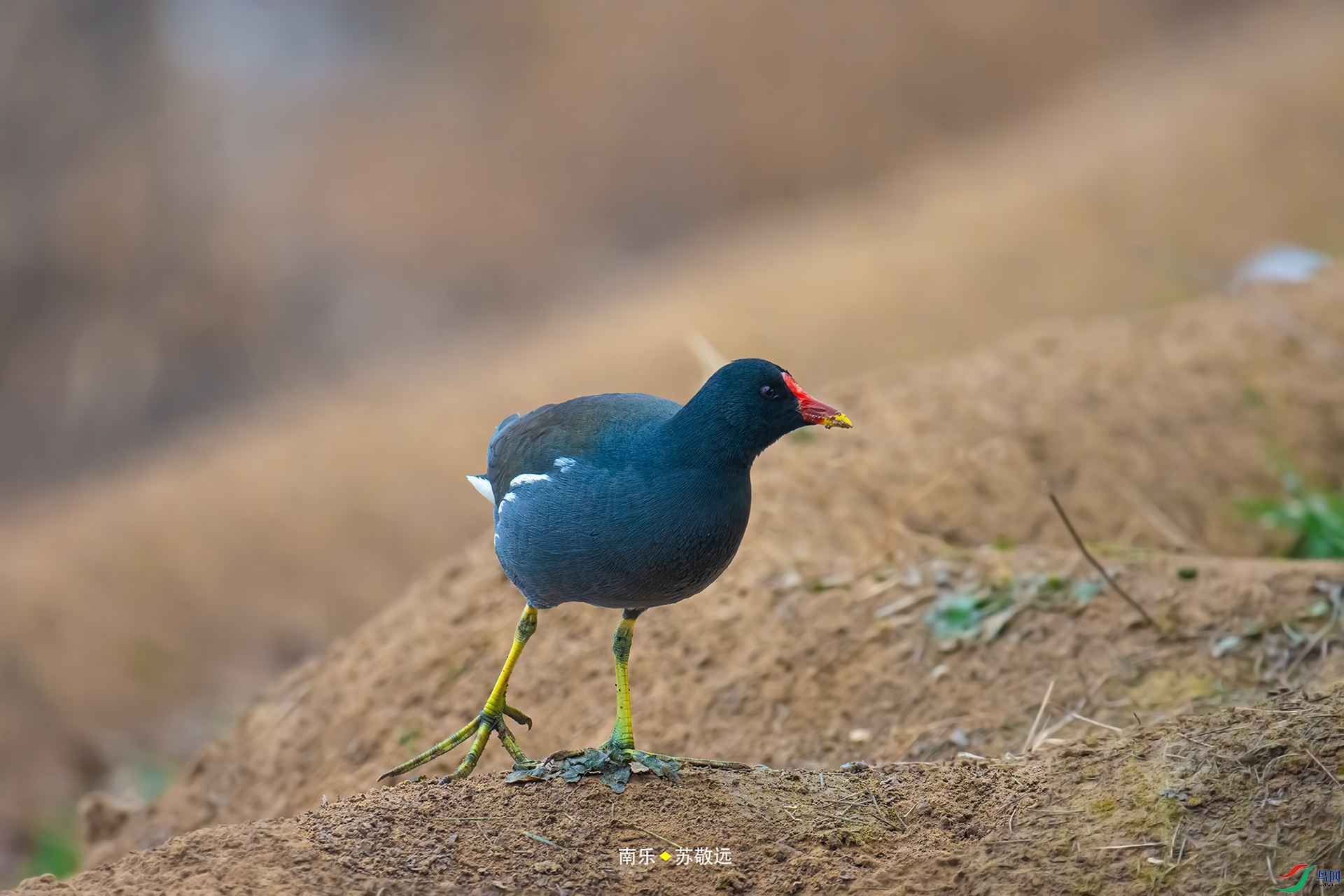 _DSC3790С.jpg