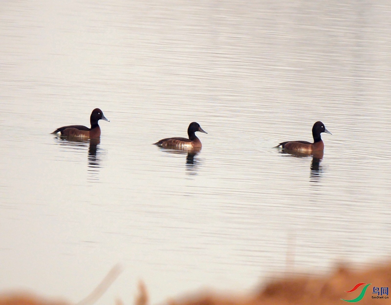 P7880781 - ���� - ����.JPG