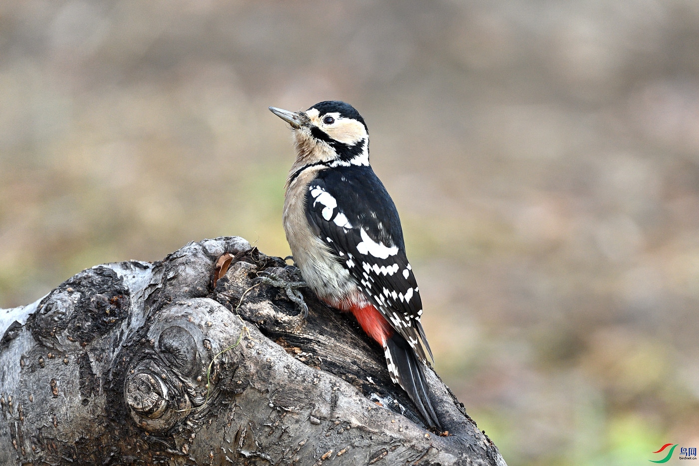DSC_1389.JPG