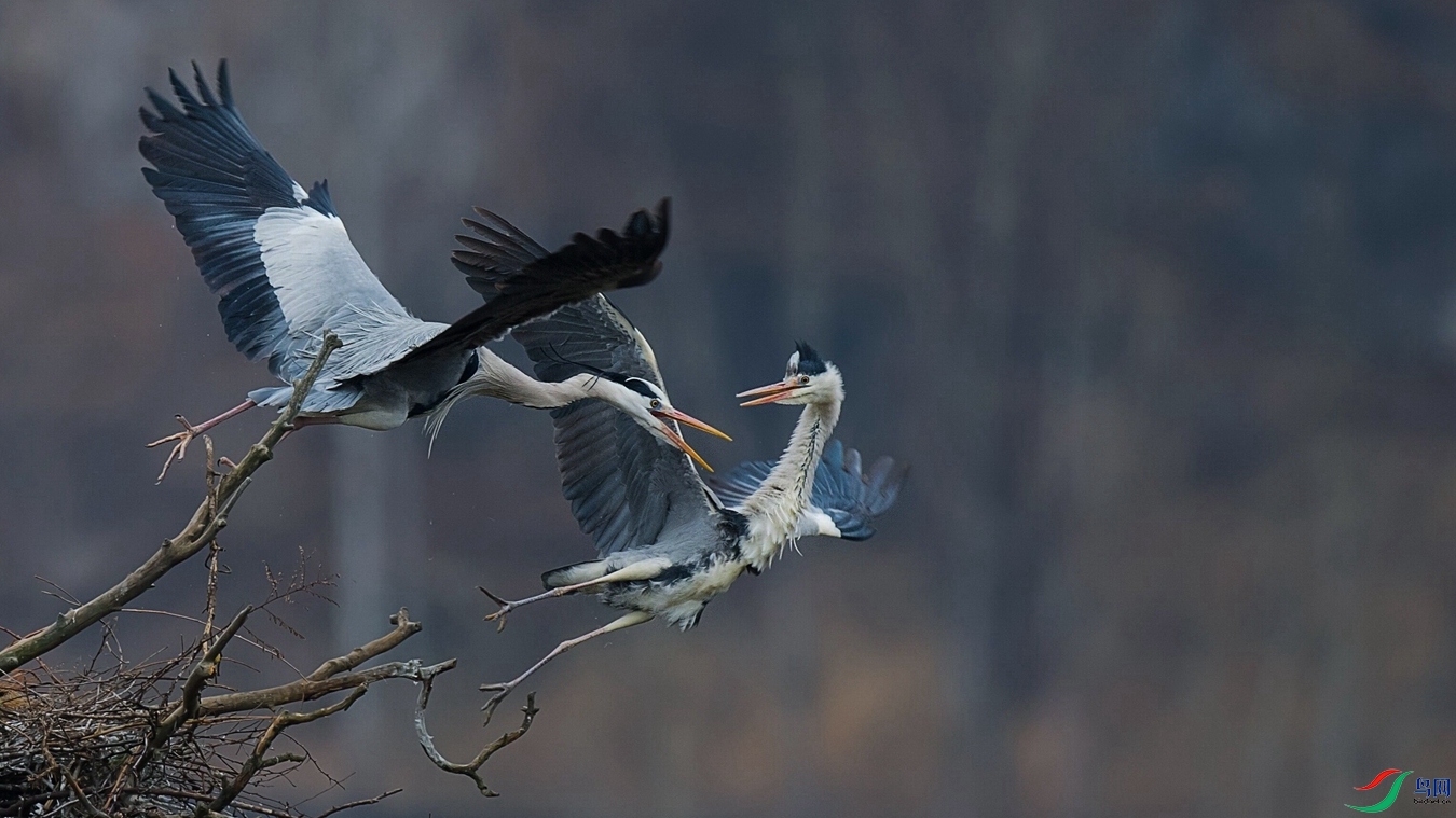 DSC_4227 - ����.jpg