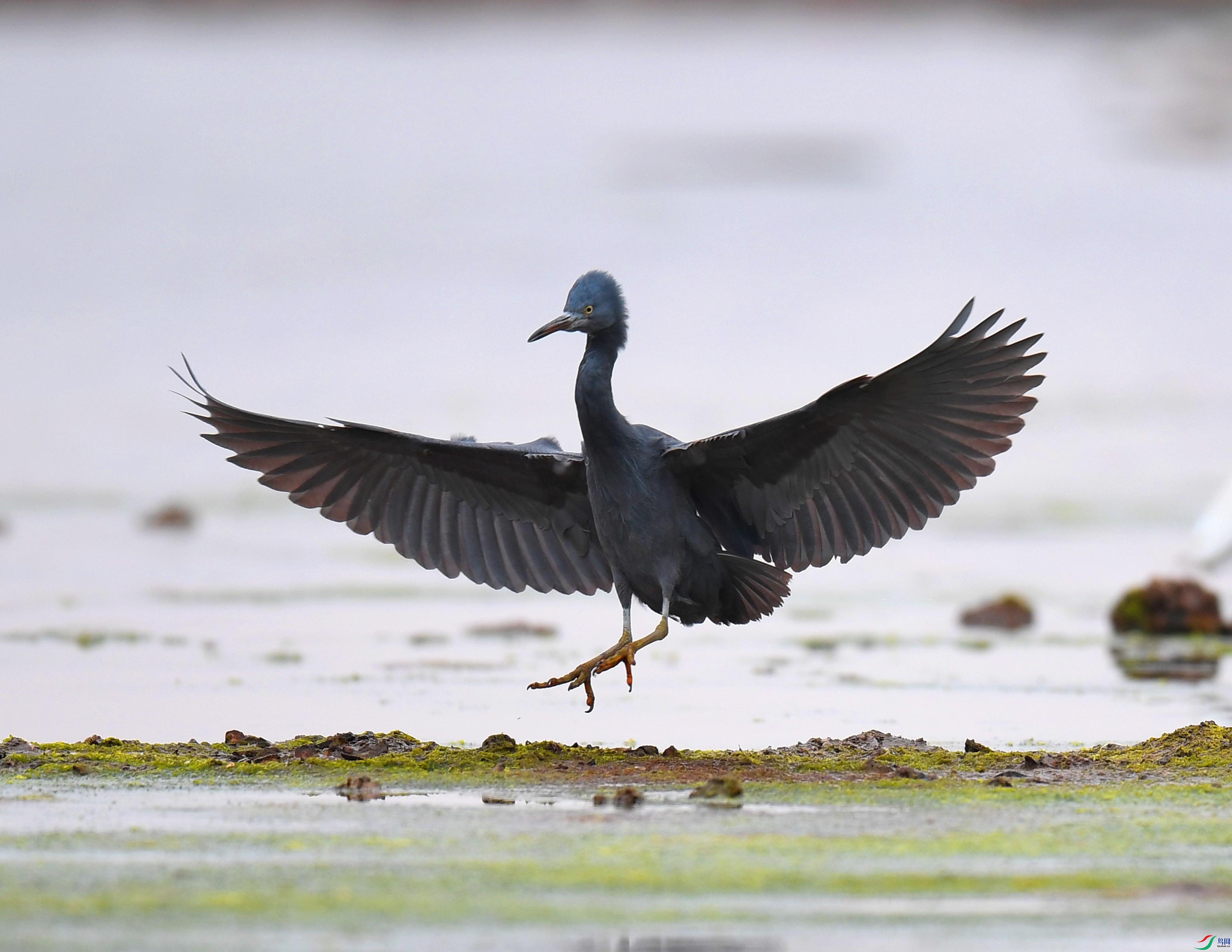 DSC_1836 - ����.JPG