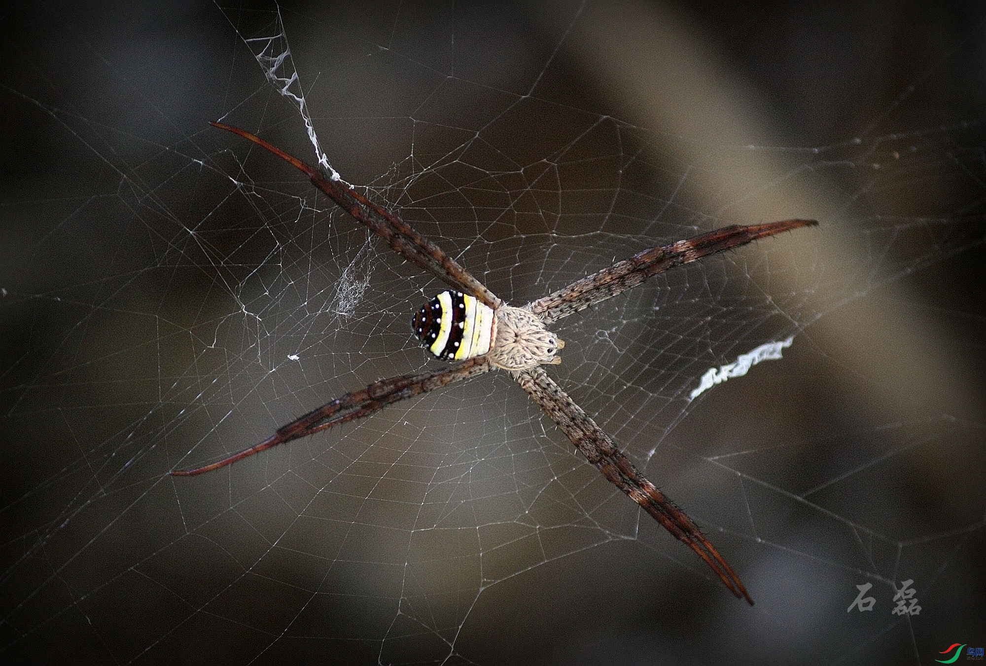 YYY����ĸ��