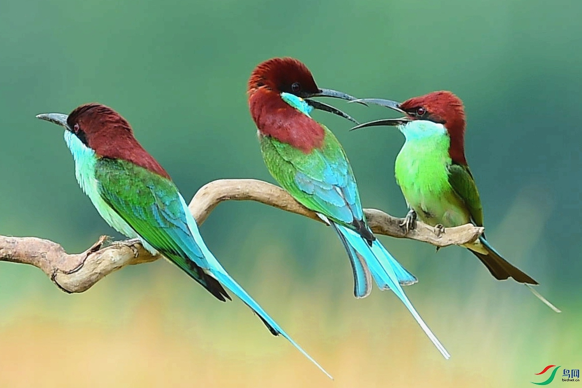 CFH_0980 (2)_����.jpg