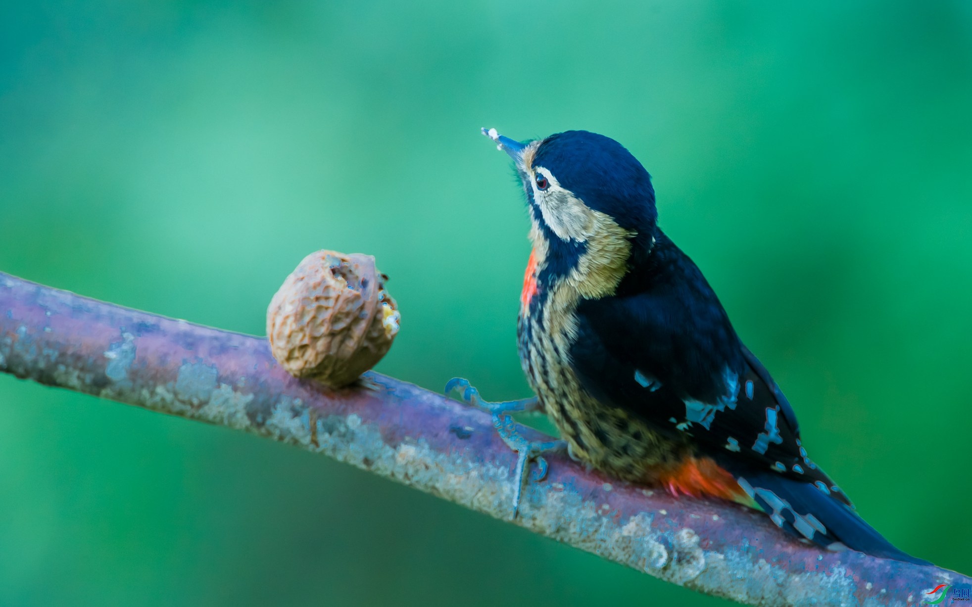 ������ľ��