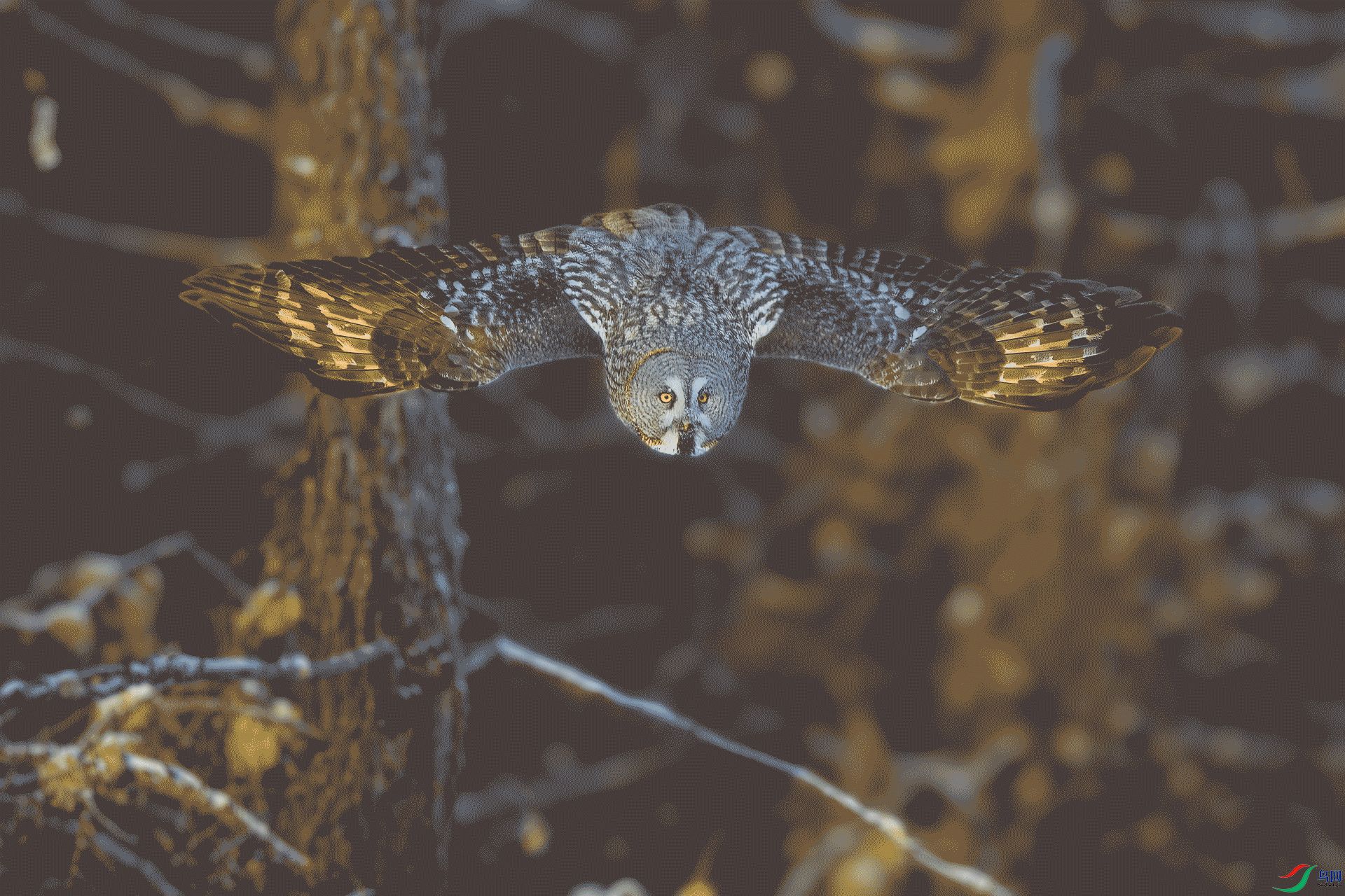 AX7T9267.gif