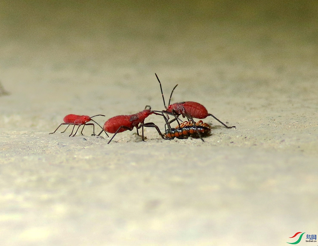 367A2263_����.jpg