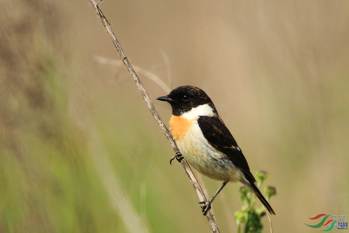 ����ͷ��  ��ʦ�����ں���ʡ������.jpg