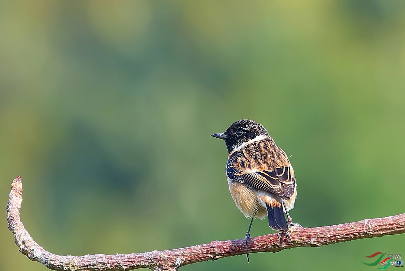 ɣ��  ��ʦ�����ڹ㶫ʡ������.jpg