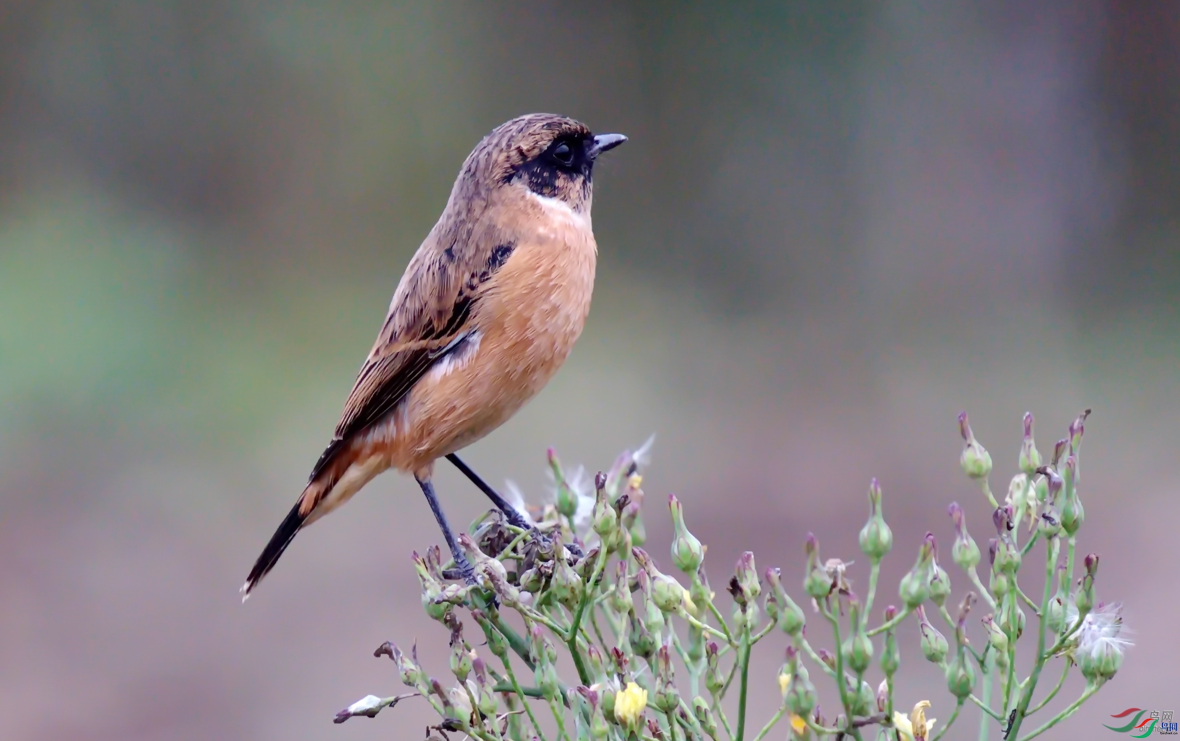 ����  ��ʦ�����ں���ʡǱ����.jpg