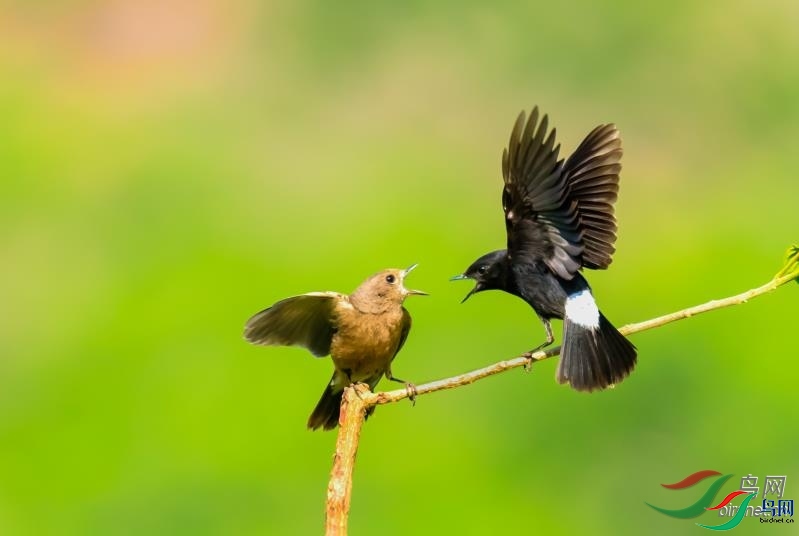 ǳЦ��Ȼ  ��ʦ����.jpg