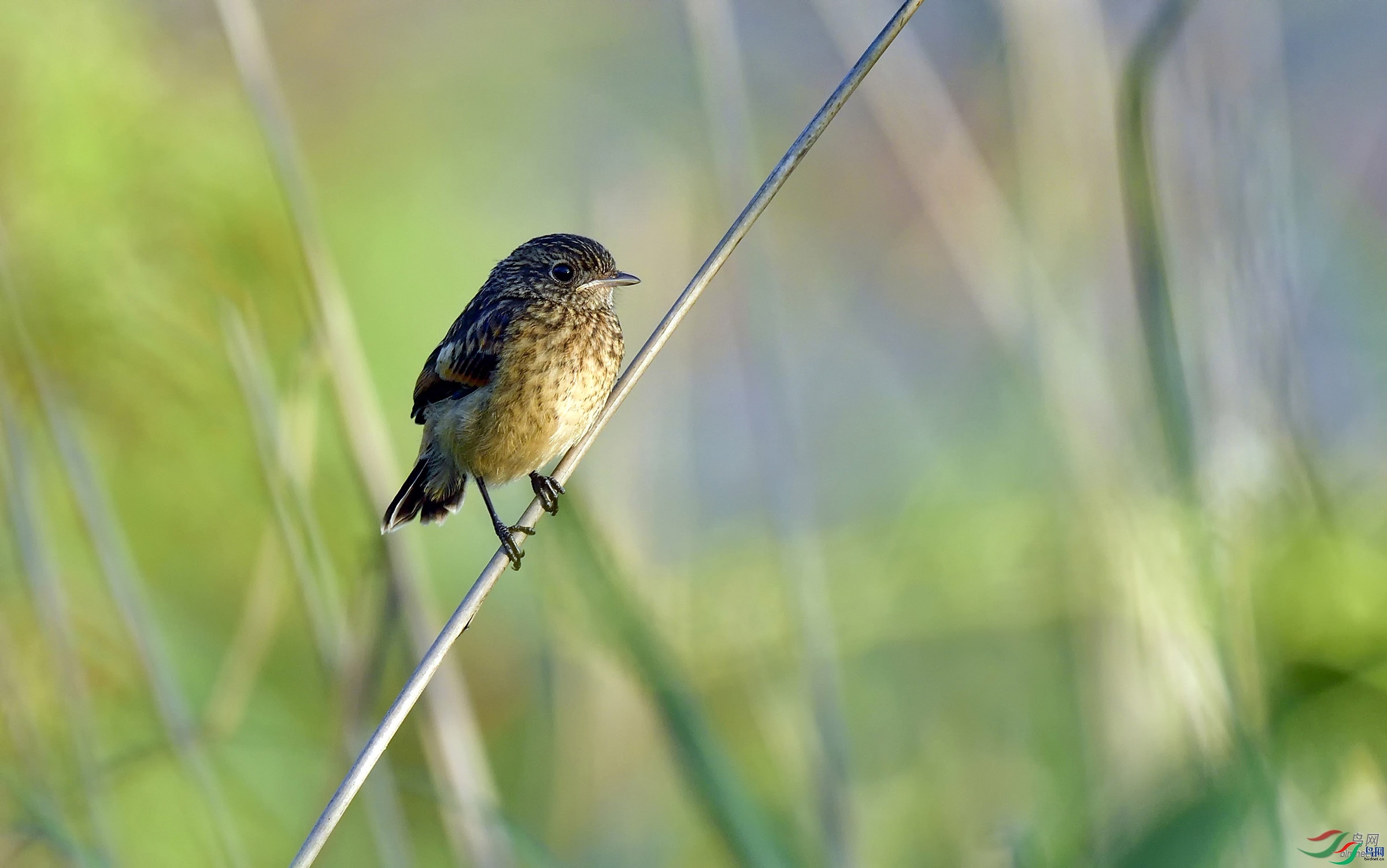 ��ɫ�����  ��ʦ����.jpg