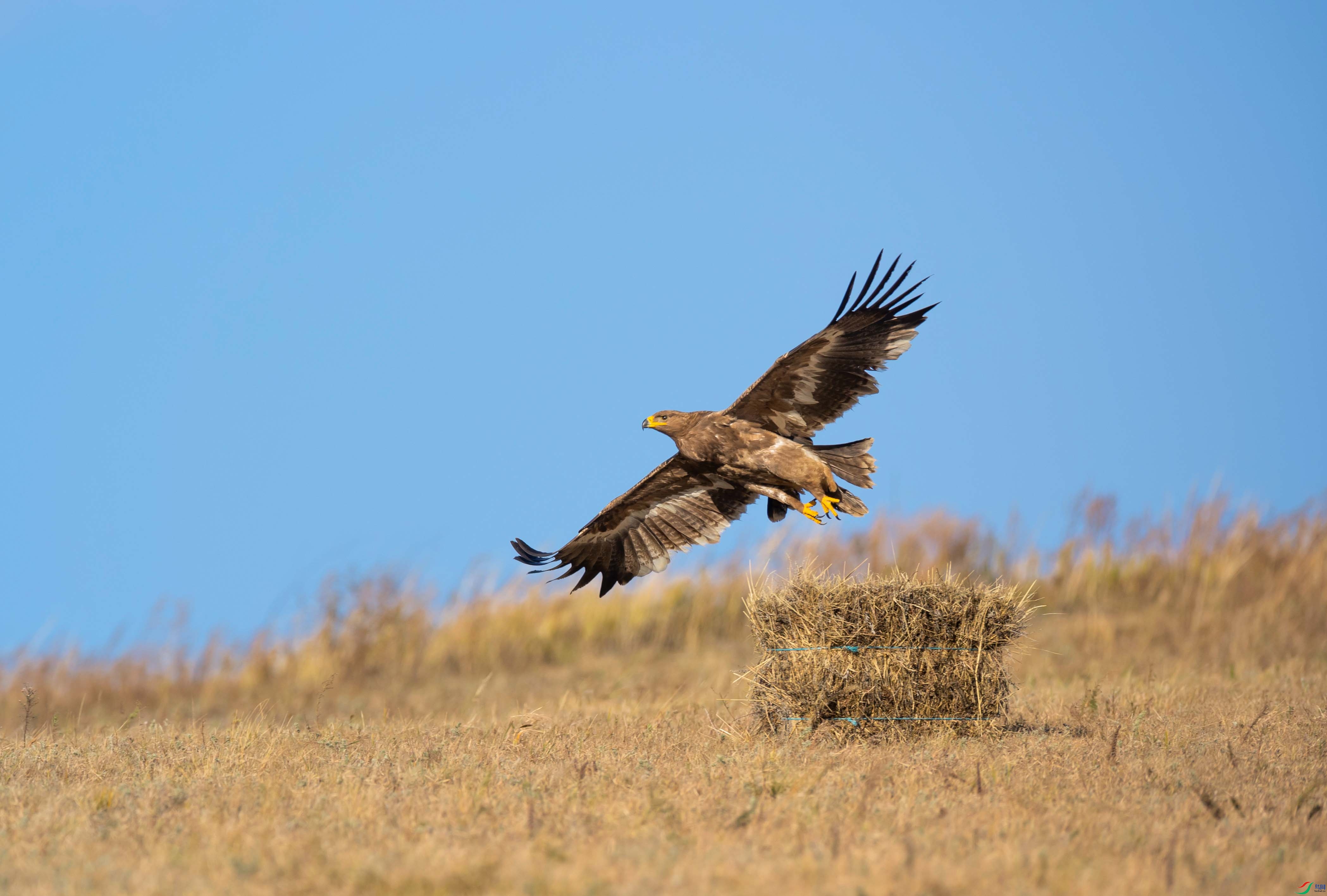 �����ԭ��