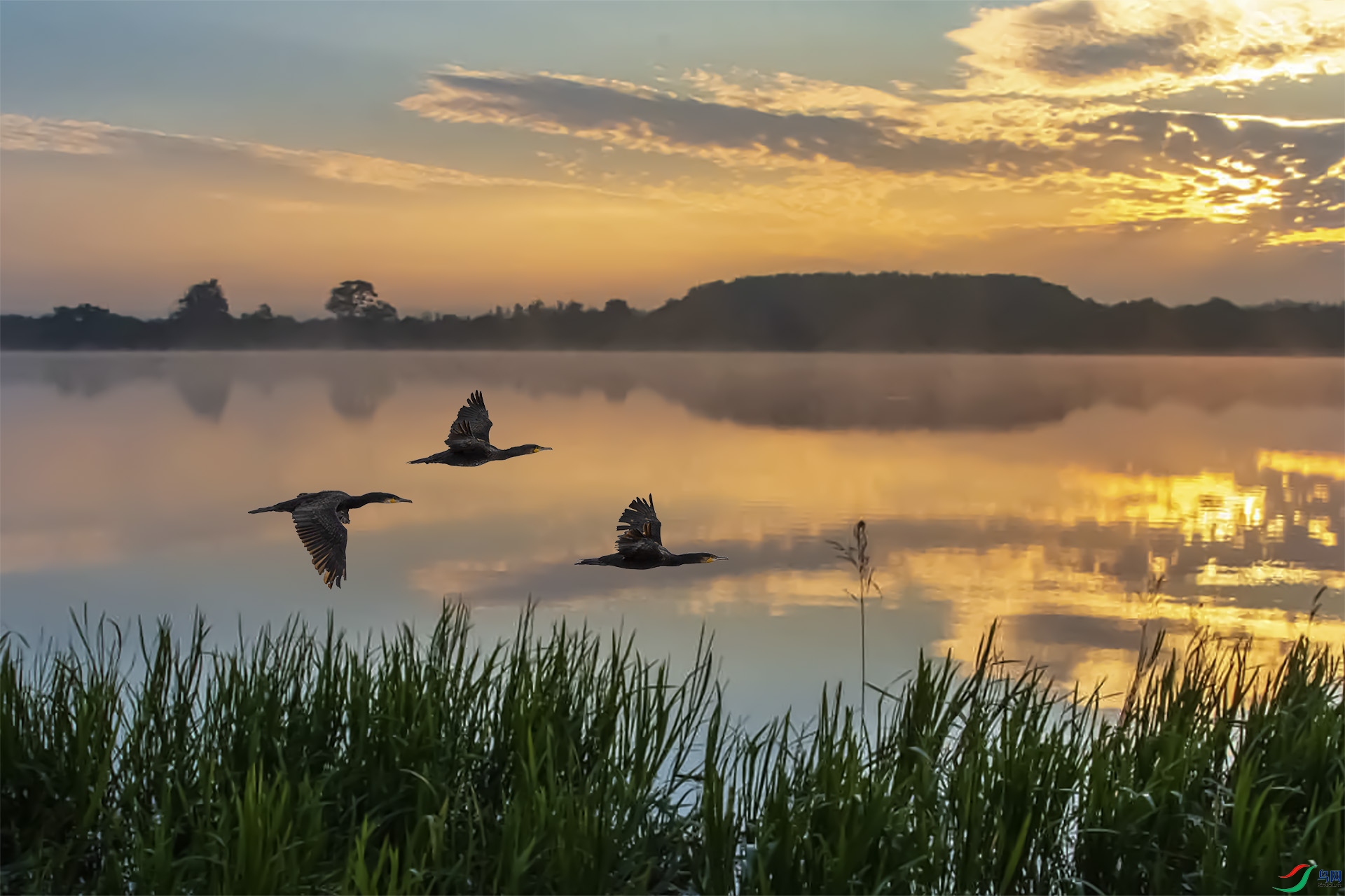 �鳲 1920x500k.jpg