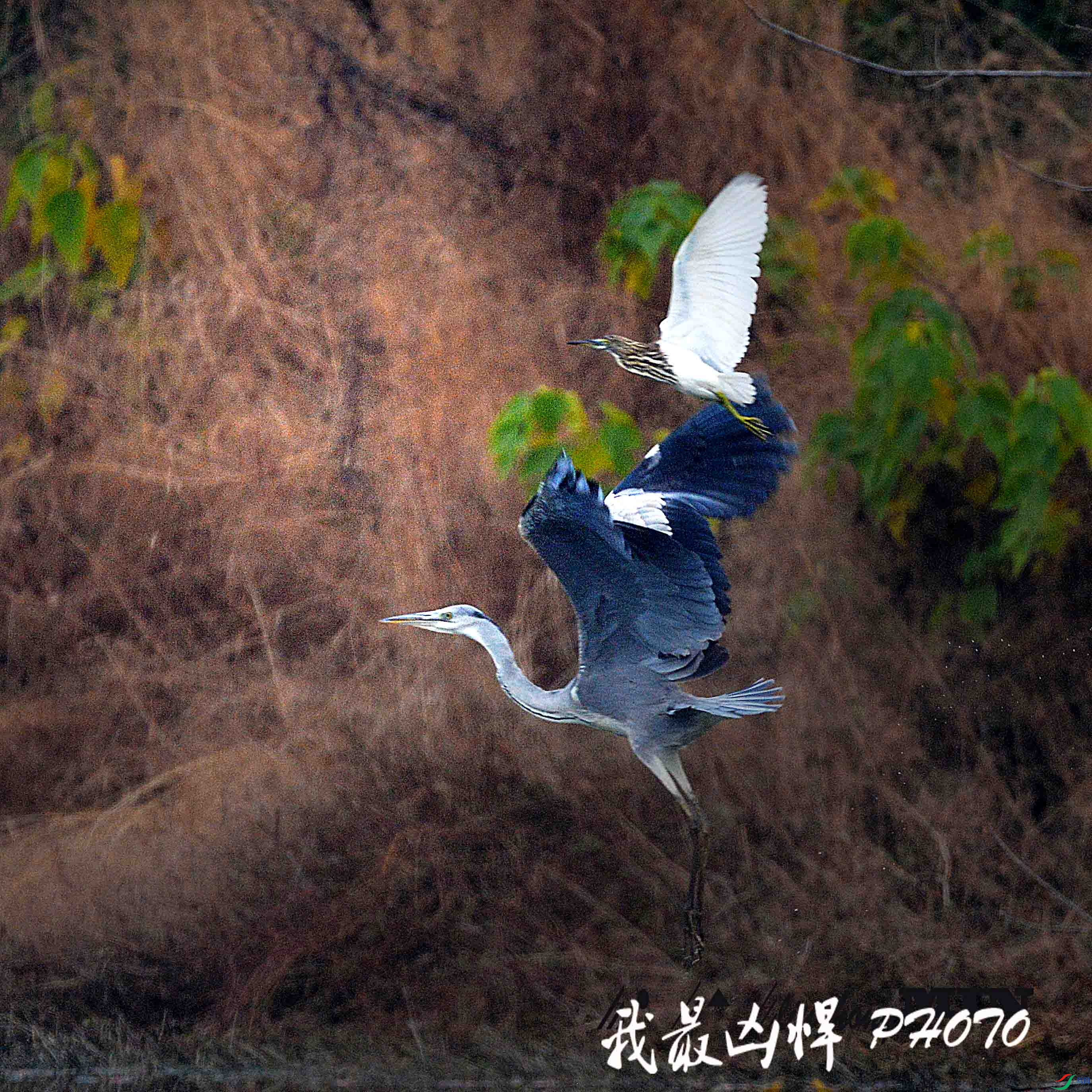 DSC_7736B.jpg