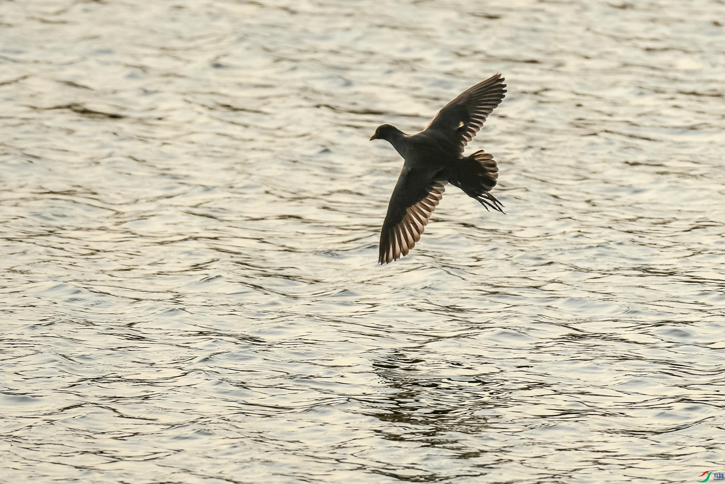 DSC_9566.jpg
