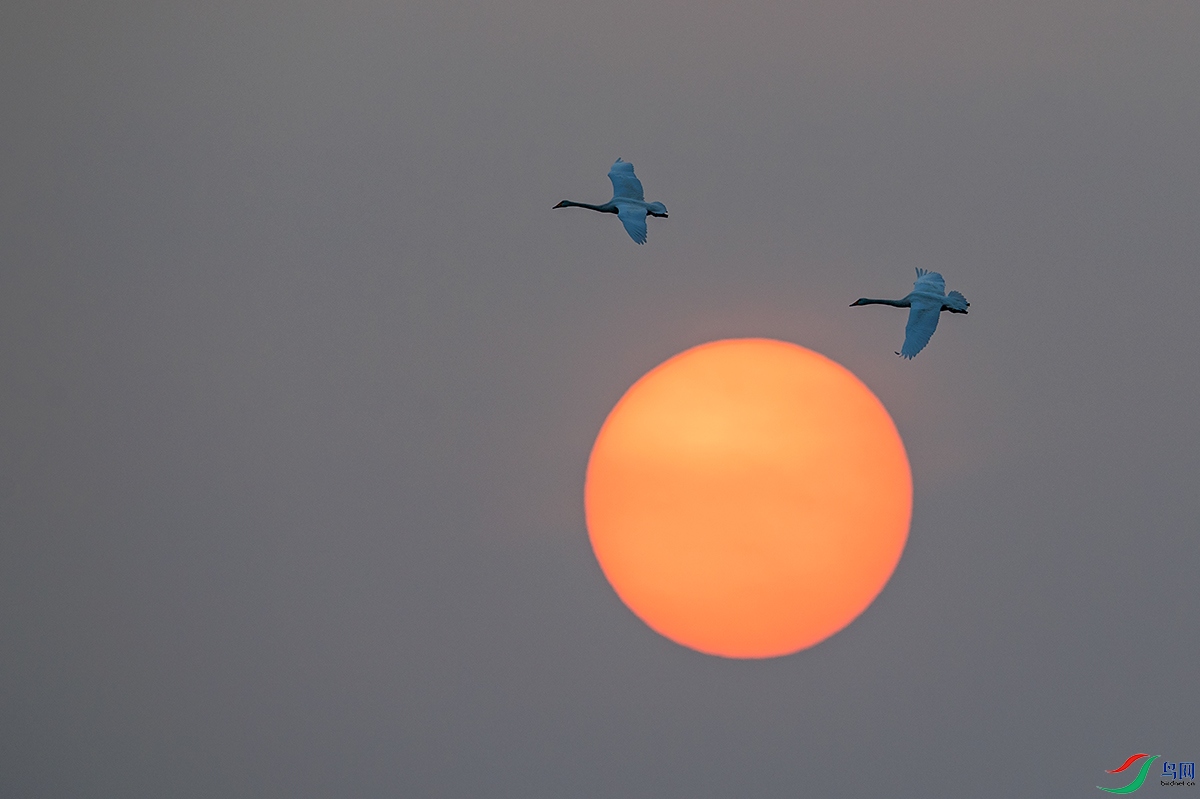 DSC_7060-.jpg