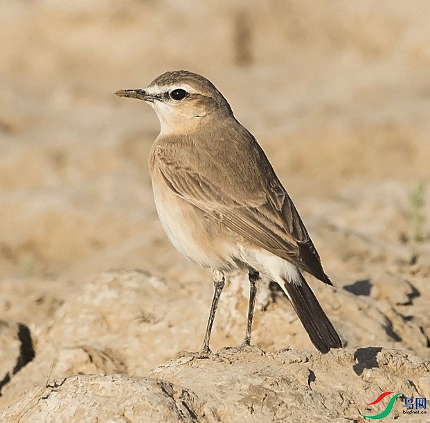 isab.wheatear_ttk_1954lr.jpg