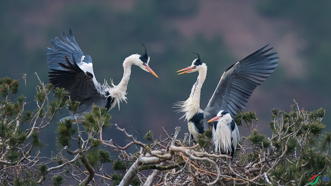 DSC_5354 - ���� - ����.jpg