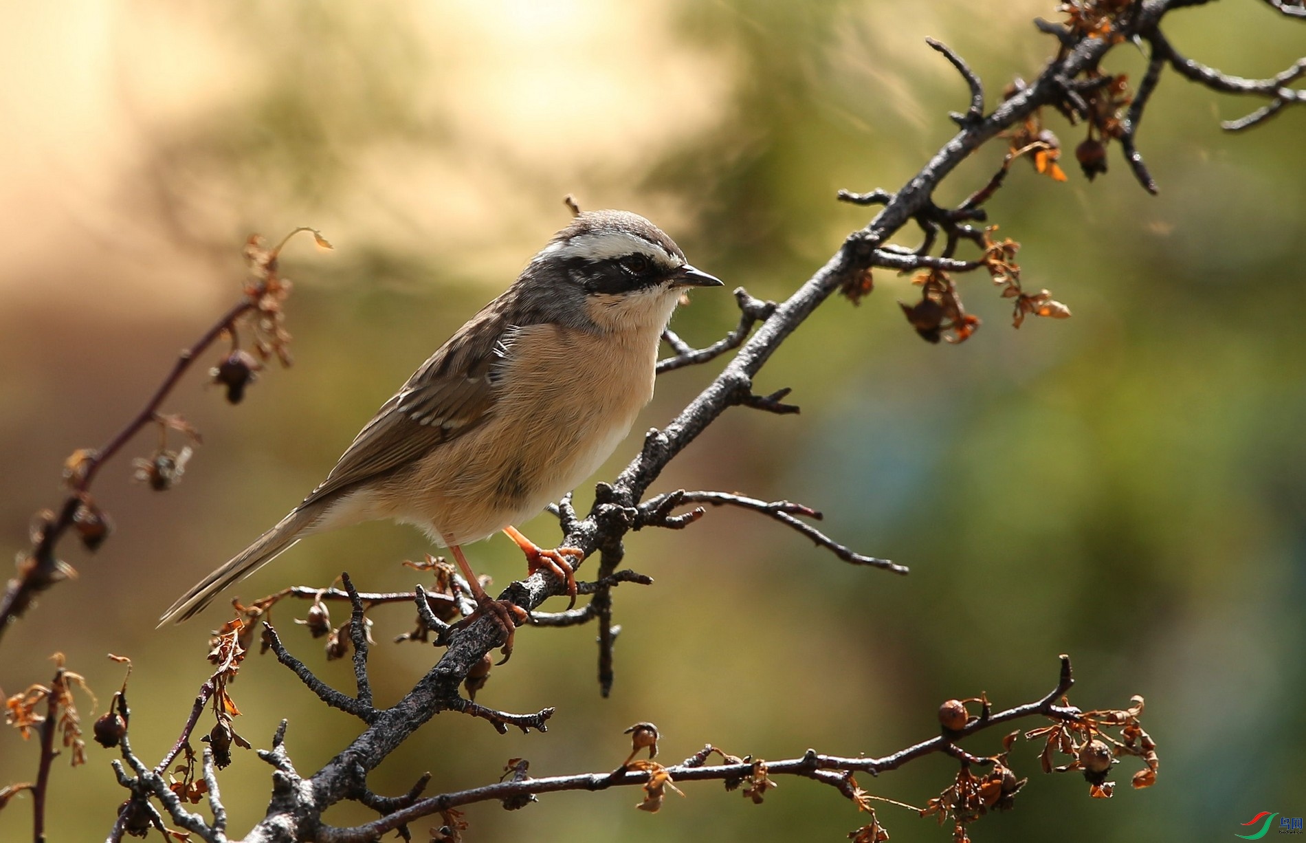 w160928������ɫ�� (4).jpg