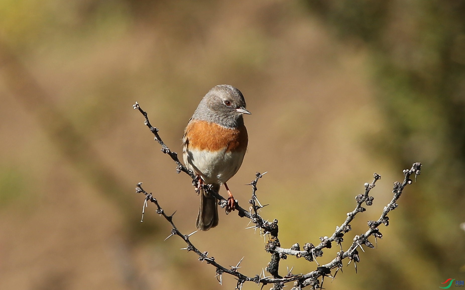 w160928������ɫ�� (11).jpg