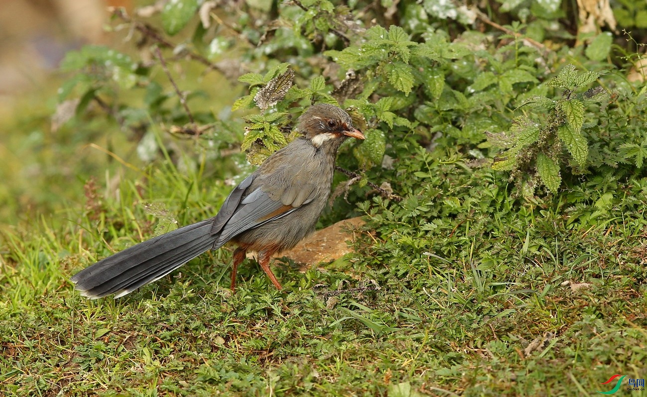 w160928������ɫ�� (55).jpg