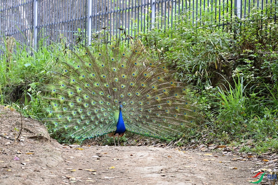_DSC3977_00001.jpg