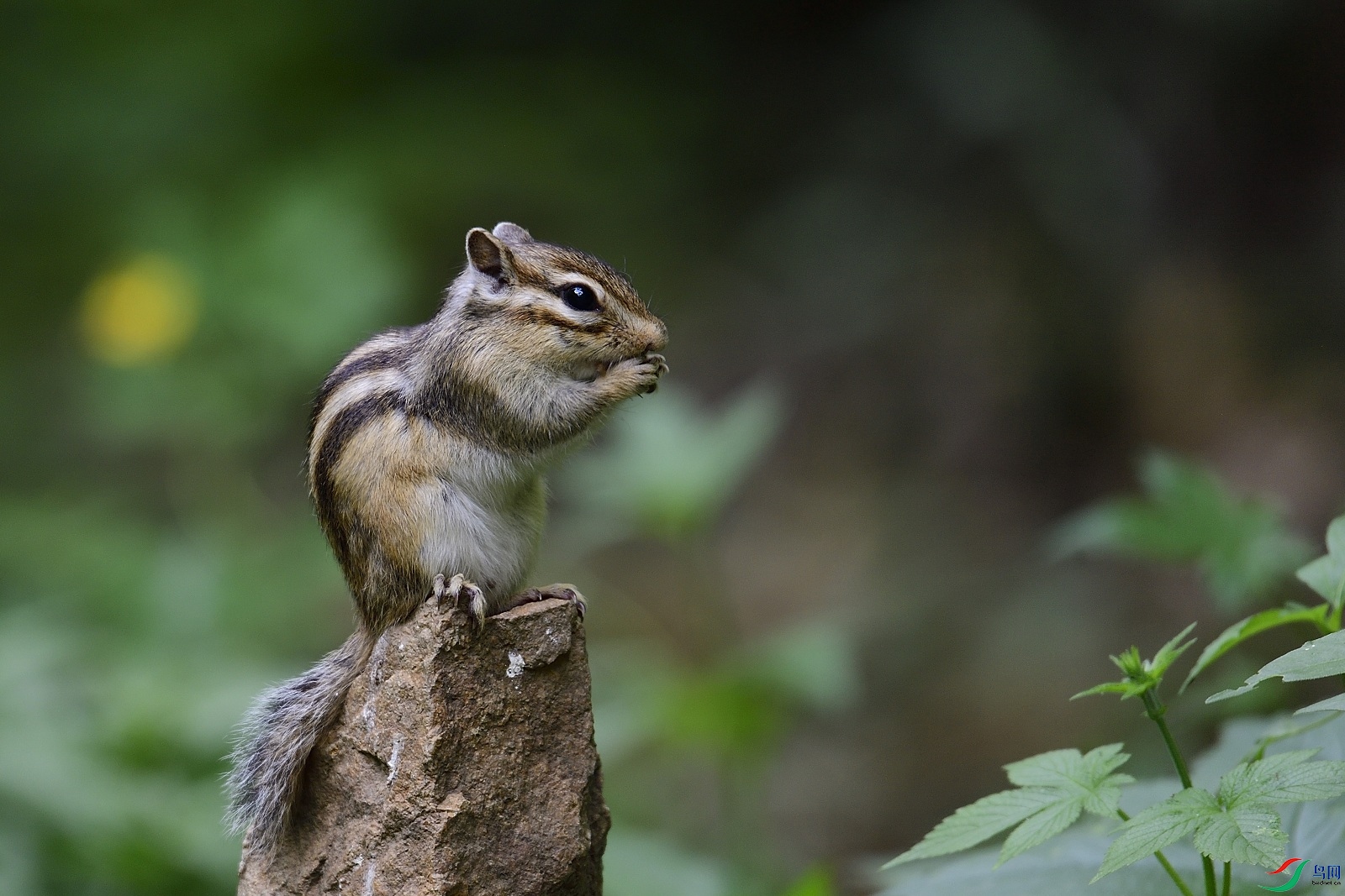 _DSC3386.jpg