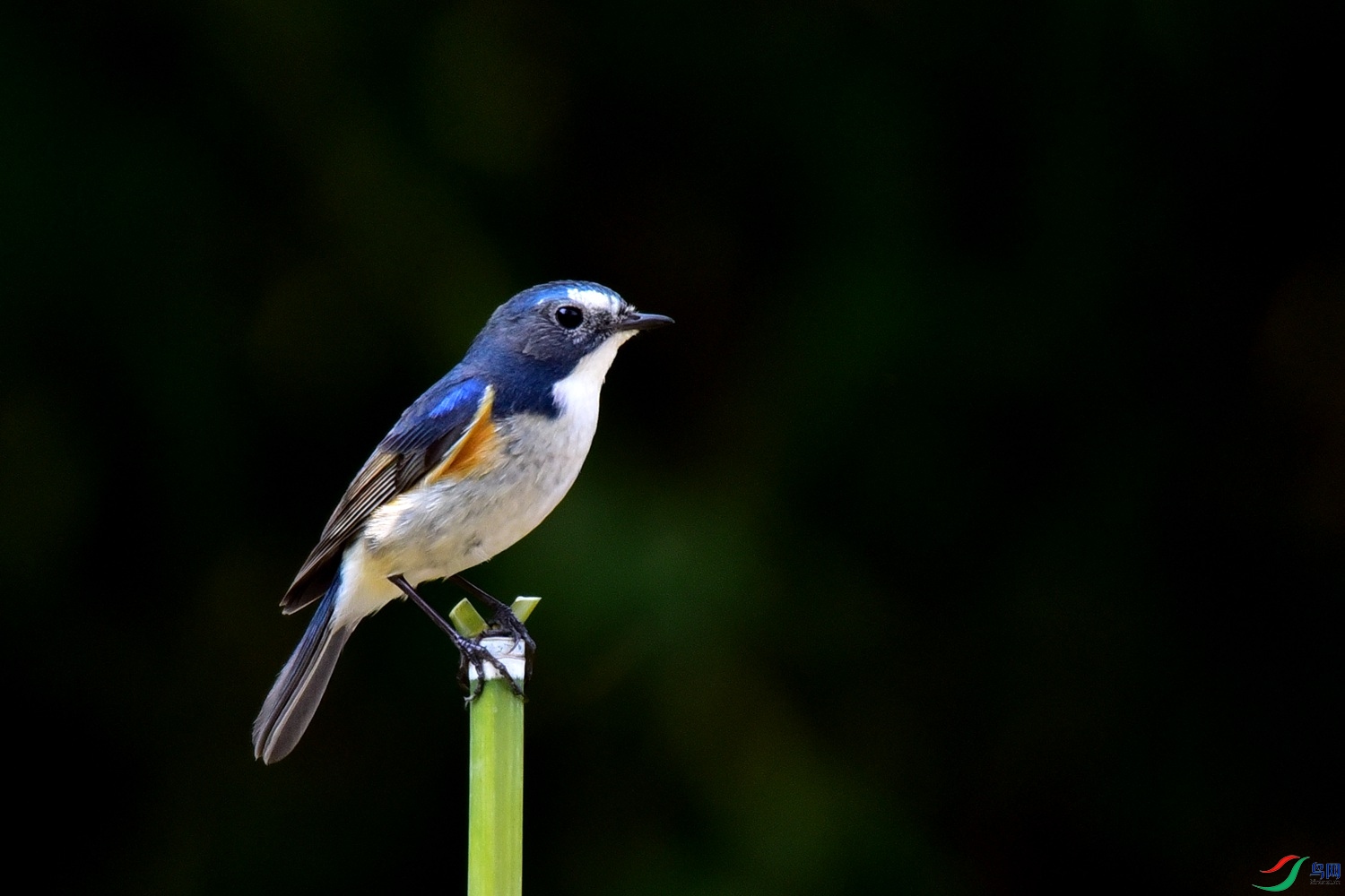 DSC_7741.JPG