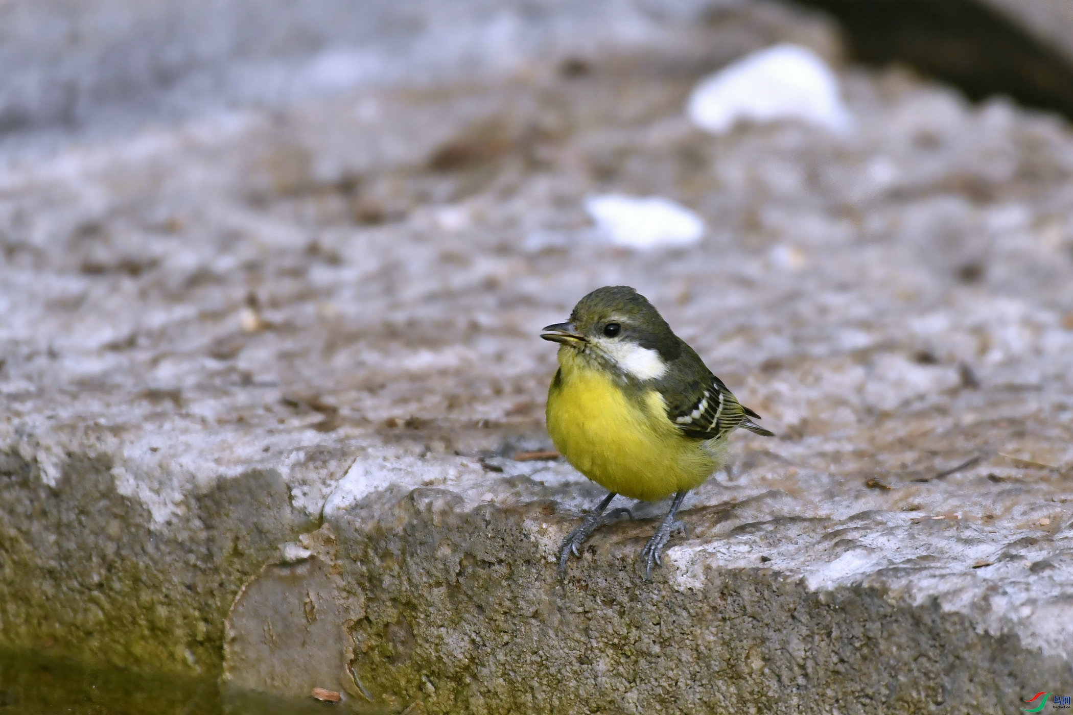 _DSC9320.JPG