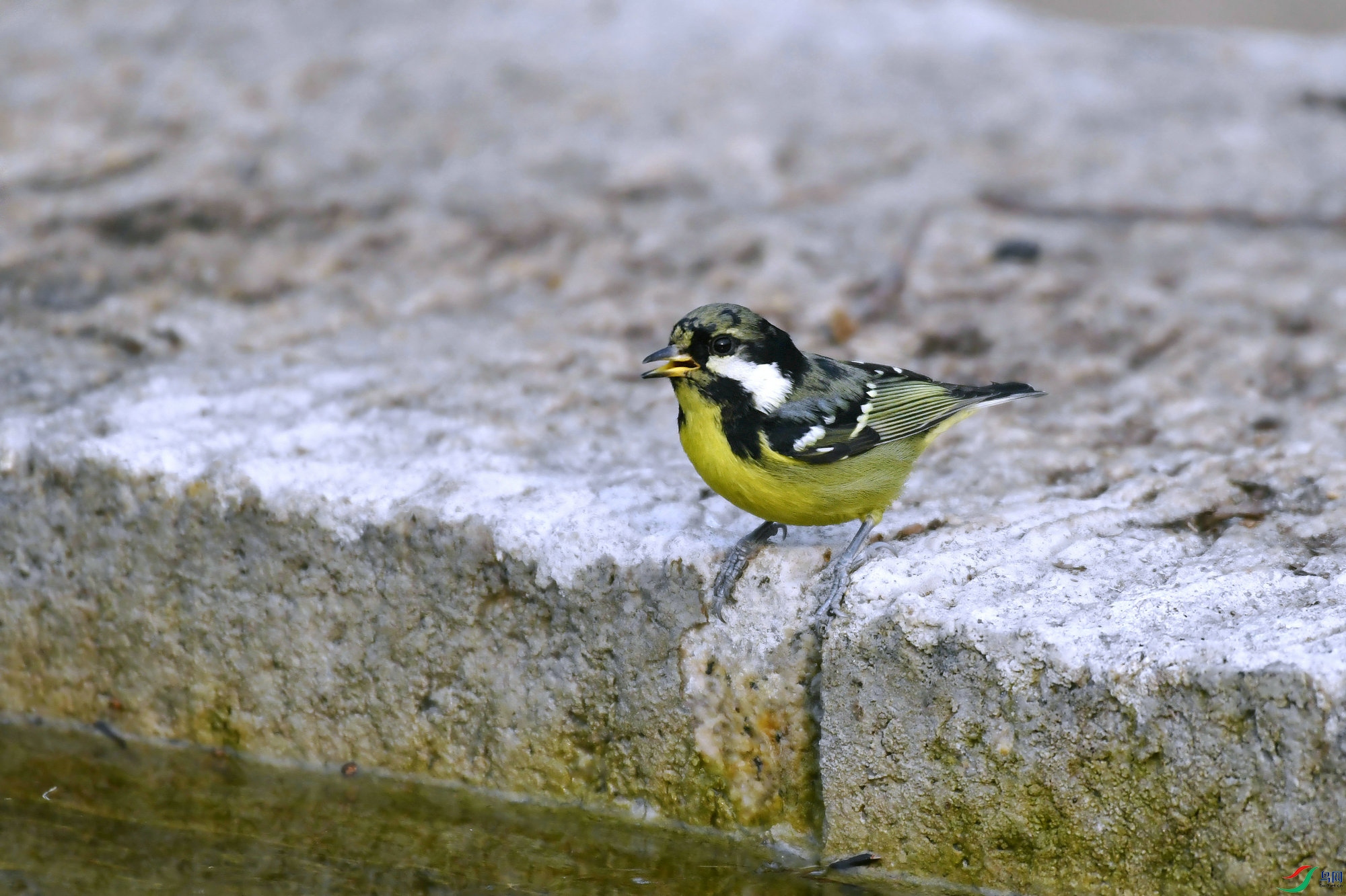 _DSC9327.JPG