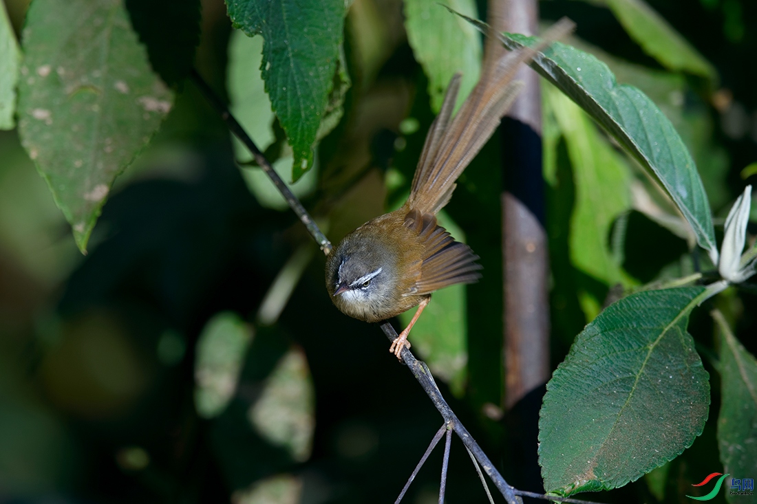 5DSC_2908_DxOa.jpg