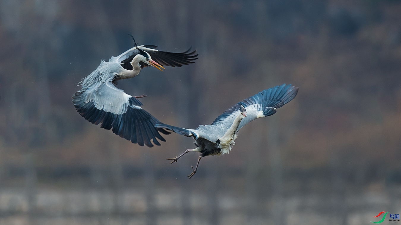 DSC_4230 - ����.jpg