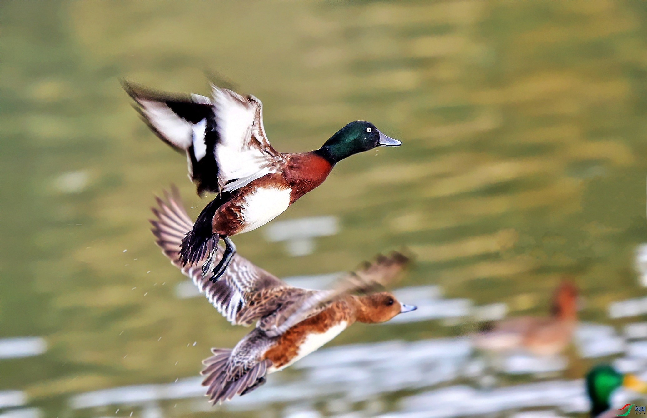 DSC_0488_conew1.jpg