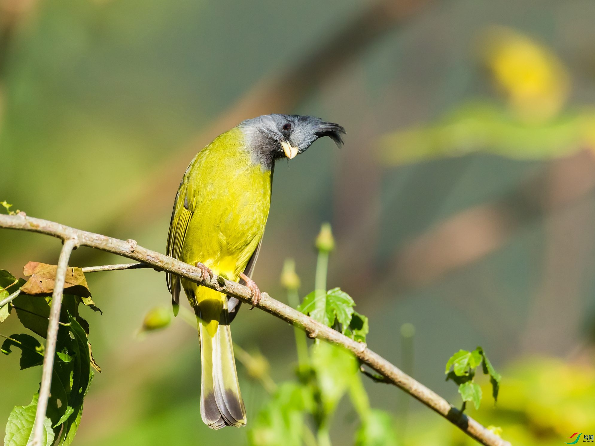 ��ͷȸ����