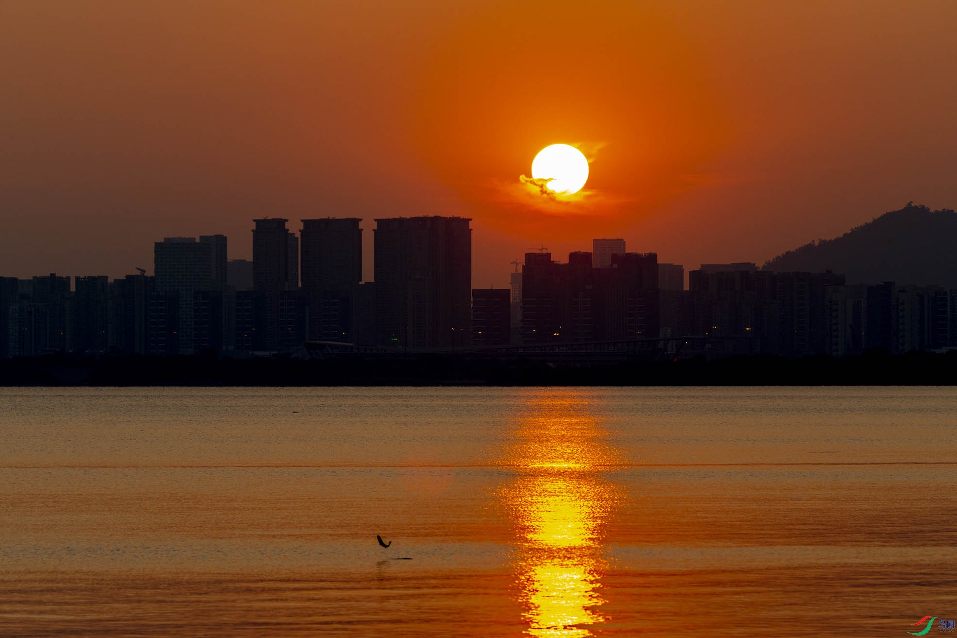 220111szwan_4000.jpg