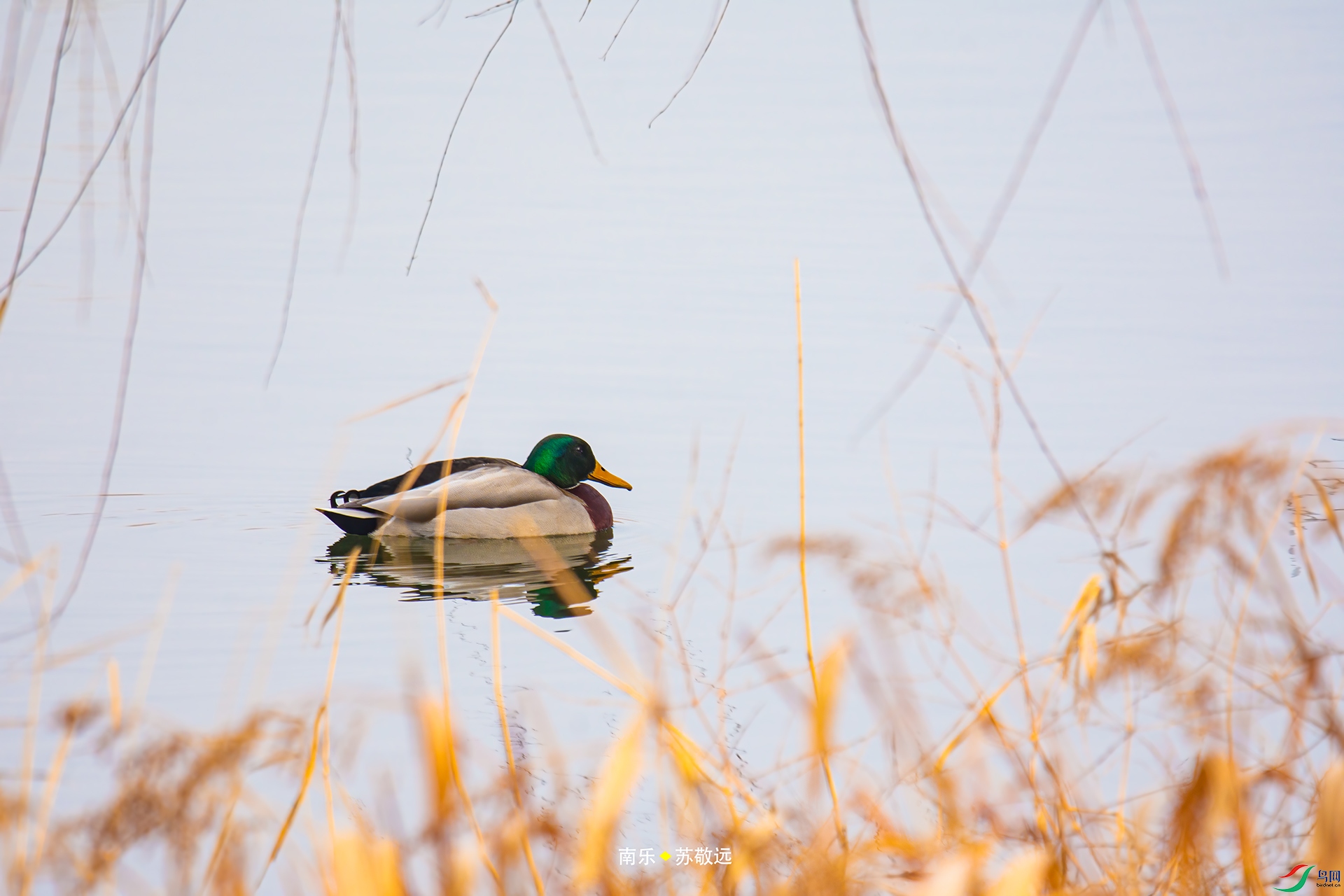 _DSC3883С.jpg