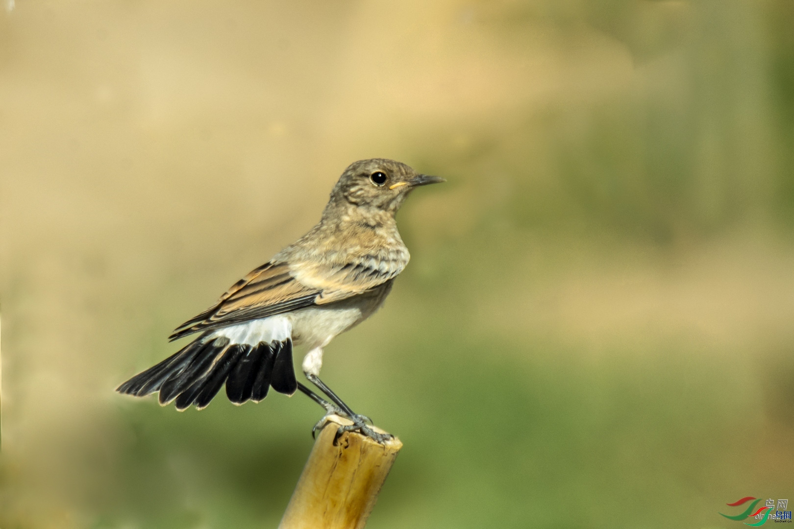 �ķ�ľ��  ��ʦ�������½�**�����������������������.jpg