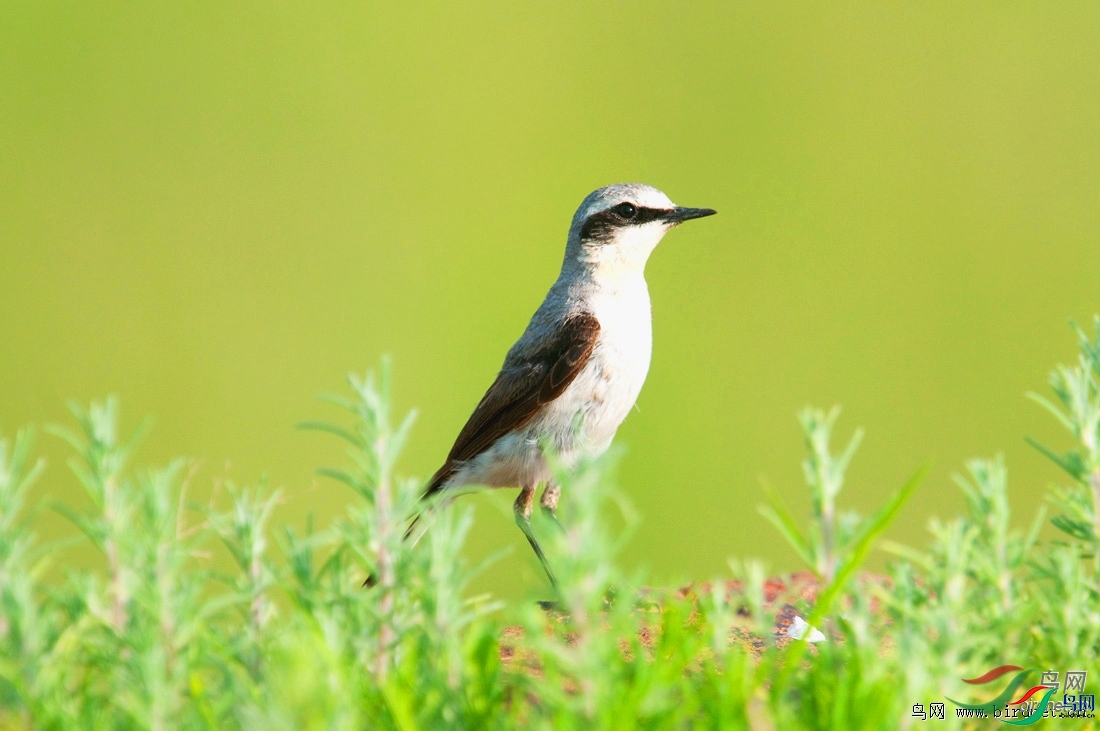 ��������  ��ʦ���������ɹ����������ױ�����.jpg