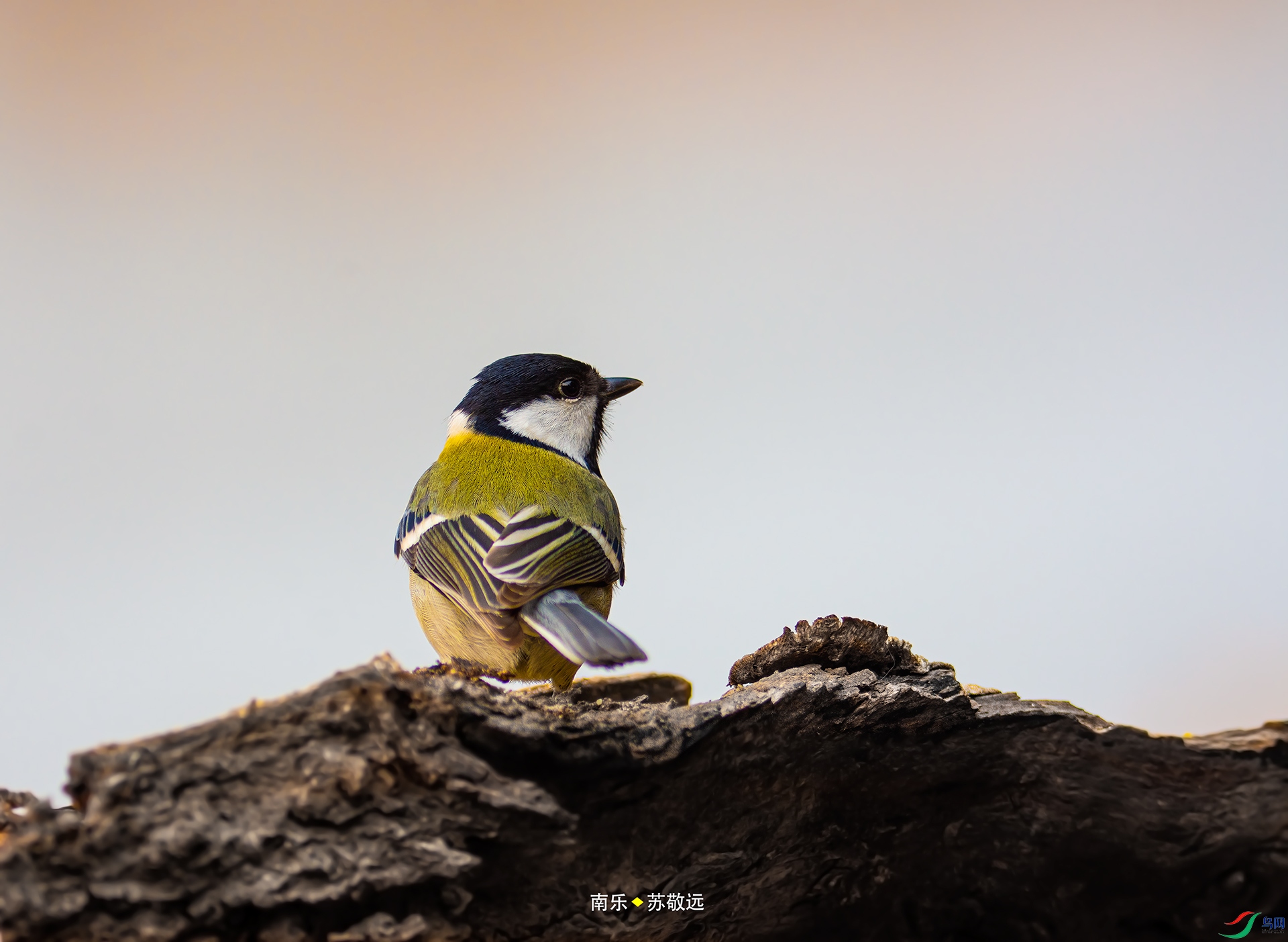 _DSC3919С.jpg
