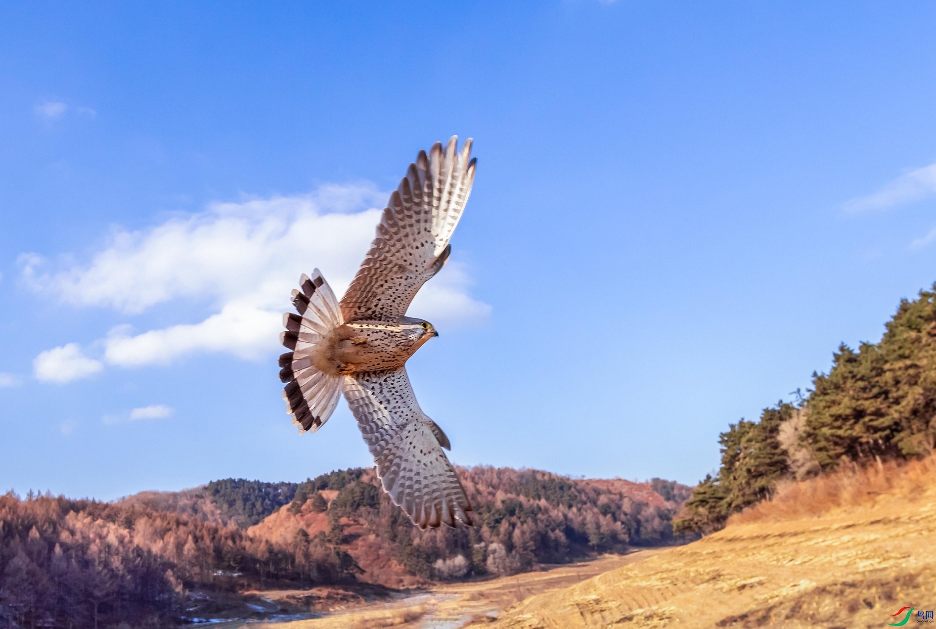 ��Ǿ�ͷ����