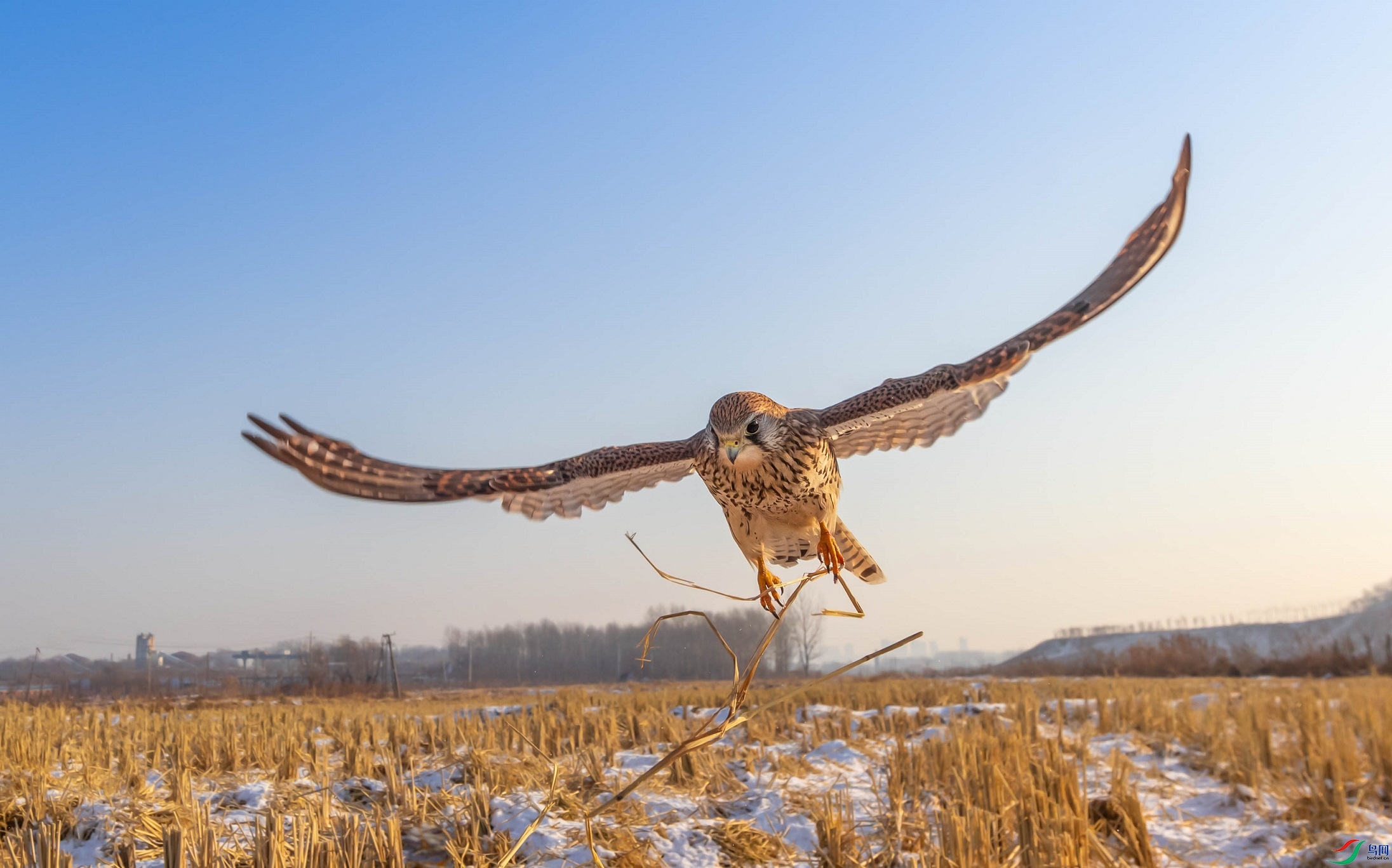 ��Ǿ�ͷ����