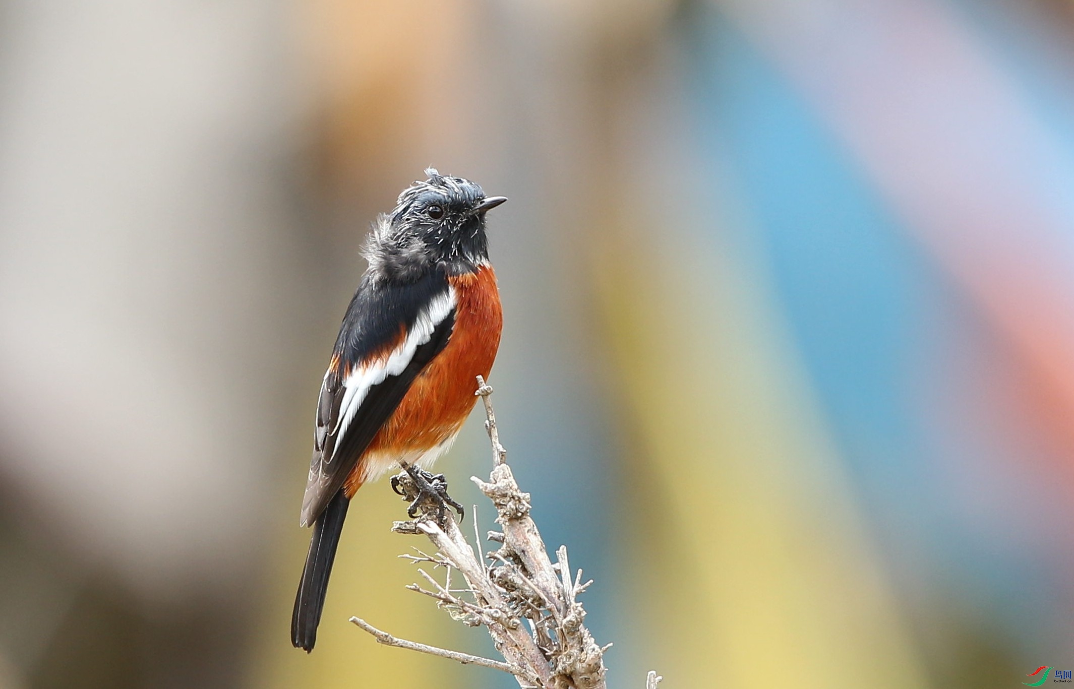 w160929������ɫ�� (16).jpg