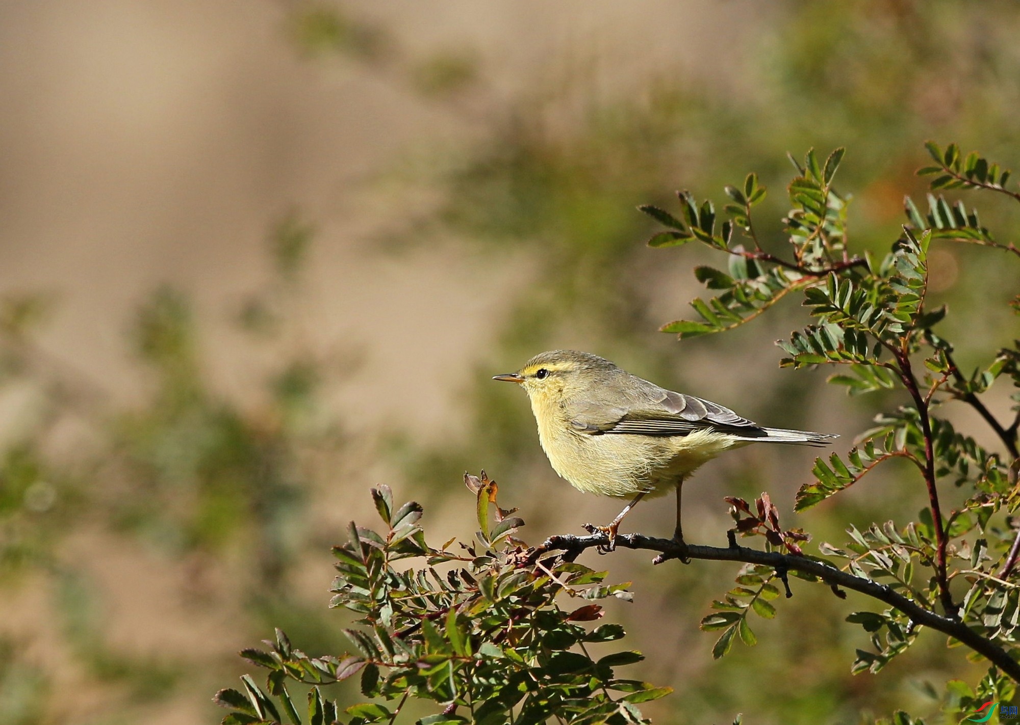 w160929������ɫ�� (4).jpg