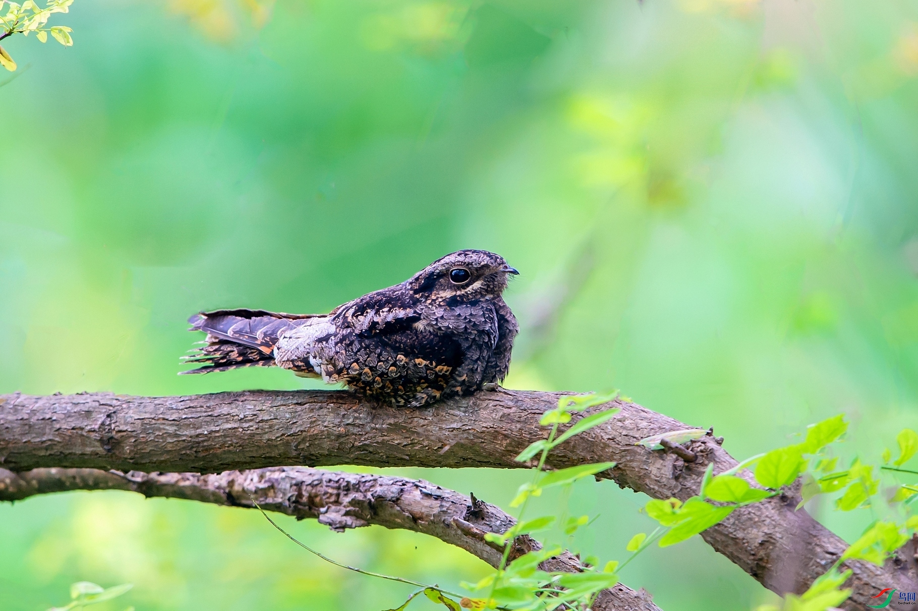 ��ƬDSC_6631.jpg